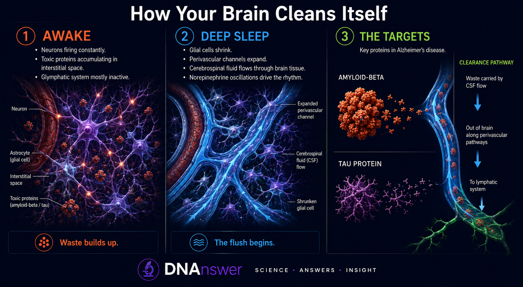 How the Glymphatic System Works